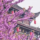 成都旅游 缩略图 11
