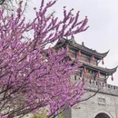 成都旅游 缩略图 10