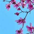 成都旅游 缩略图 4