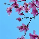 成都旅游 缩略图 5