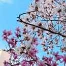 成都旅游 缩略图 10