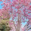 成都旅游 缩略图 11