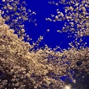 青岛旅游 缩略图 5