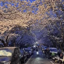 青岛旅游 缩略图 4