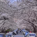 青岛旅游 缩略图 3