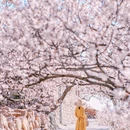 青岛旅游 缩略图 5