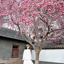 青岛旅游 缩略图 7