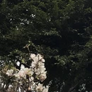 成都旅游 缩略图 9