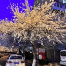 青岛旅游 缩略图 8
