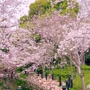 上海旅游 缩略图 3