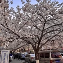 青岛旅游 缩略图 2