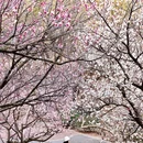 青岛旅游 缩略图 1