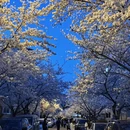 青岛旅游 缩略图 6