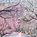 青岛旅游 缩略图 3