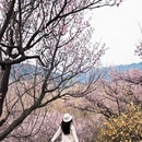 青岛旅游 缩略图 8