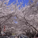 青岛旅游 缩略图 1