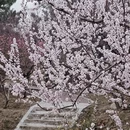 青岛旅游 缩略图 9