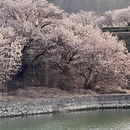 青岛旅游 缩略图 1
