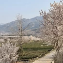 青岛旅游 缩略图 6