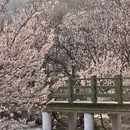 青岛旅游 缩略图 3