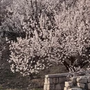 青岛旅游 缩略图 2
