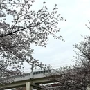 上海旅游 缩略图 9