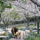成都旅游 缩略图 4