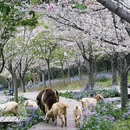 成都旅游 缩略图 2