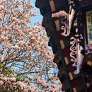 成都旅游 缩略图 2