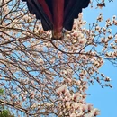 成都旅游 缩略图 10