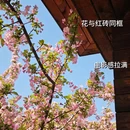 成都旅游 缩略图 6
