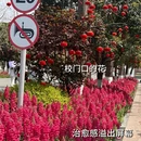 成都旅游 缩略图 7