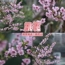 雅安旅游 缩略图 3