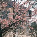 青岛旅游 缩略图 7