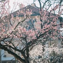 青岛旅游 缩略图 2