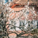 青岛旅游 缩略图 6