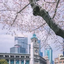 上海旅游 缩略图 6