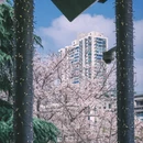 上海旅游 缩略图 13