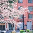 上海旅游 缩略图 11