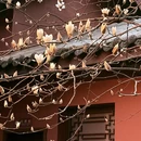 成都旅游 缩略图 2