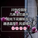 重庆旅游 缩略图 1