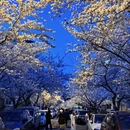 青岛旅游 缩略图 1