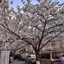青岛旅游 缩略图 4