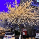 青岛旅游 缩略图 8