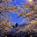 青岛旅游 缩略图 7