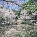 上海旅游 缩略图 1