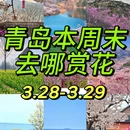 青岛旅游 缩略图 1