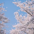 上海旅游 缩略图 5