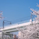上海旅游 缩略图 15