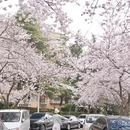 青岛旅游 缩略图 3